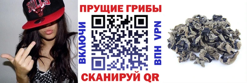 Галлюциногенные грибы прущие грибы  Сортавала 